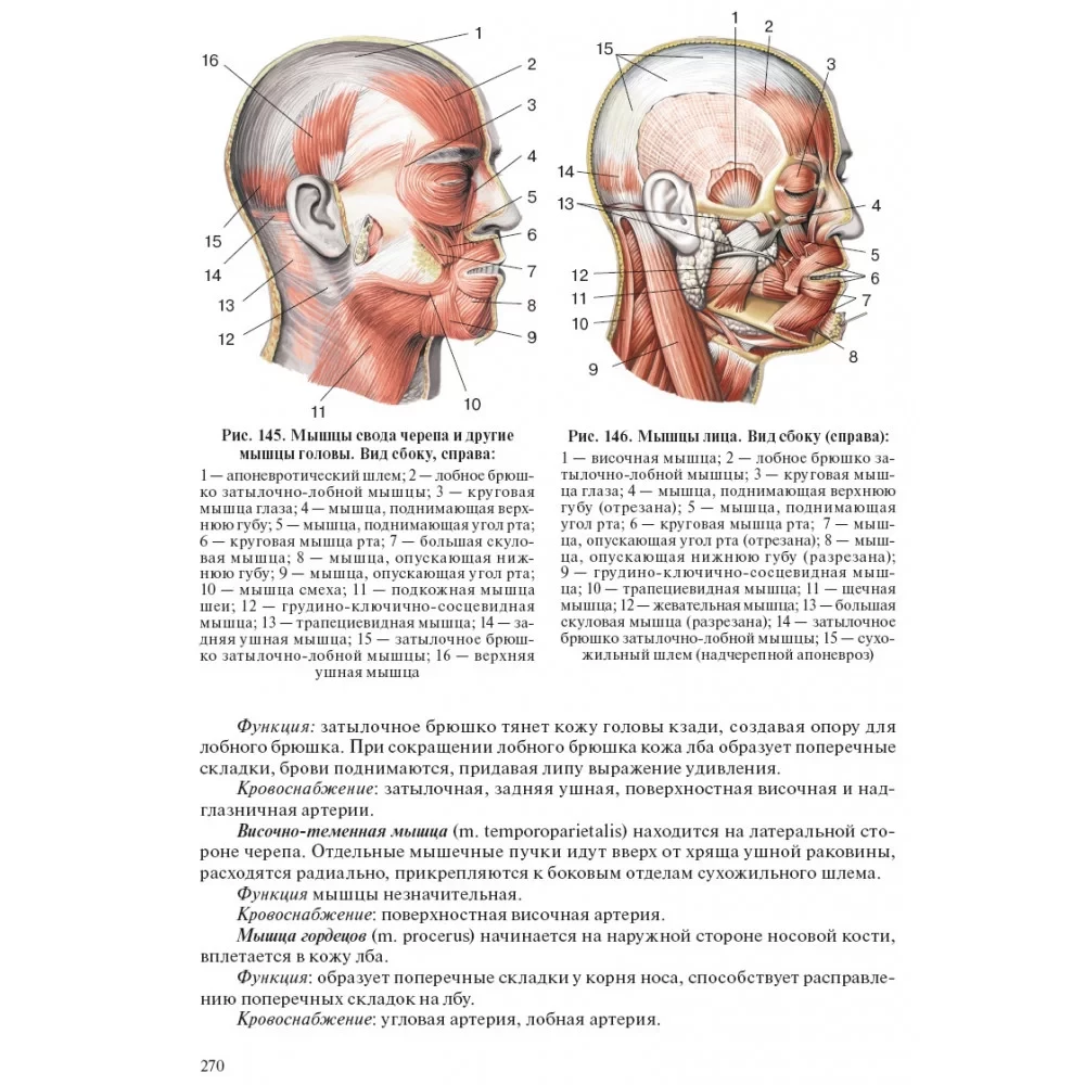 Cilvēka anatomija pediatriem. 2. sējums