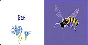 Insects