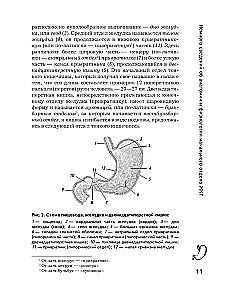 Язвенная болезнь. Факторы риска, симптомы, лечение и диета